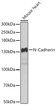 N-Cadherin Rabbit Polyclonal Antibody