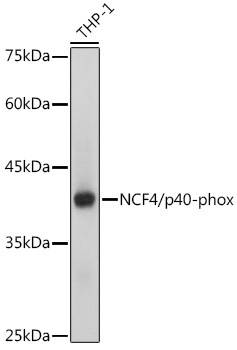 NCF4/p40-phox Rabbit Monoclonal Antibody