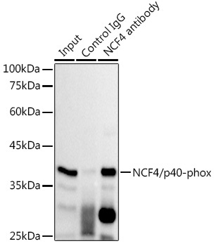 NCF4/p40-phox Rabbit Monoclonal Antibody - Image 3