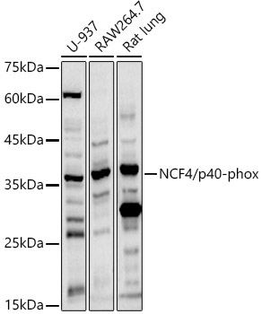 NCF4/p40-phox Rabbit Polyclonal Antibody