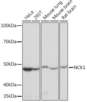 NCK1 Rabbit Monoclonal Antibody