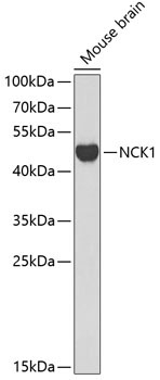 NCK1 Rabbit Polyclonal Antibody