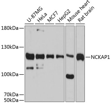 NCKAP1 Rabbit Polyclonal Antibody
