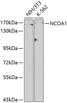 NCOA1 Rabbit Polyclonal Antibody