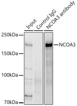 NCOA3 Rabbit Polyclonal Antibody - Image 2