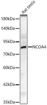 NCOA4 Rabbit Polyclonal Antibody