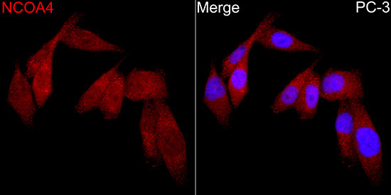 NCOA4 Rabbit Polyclonal Antibody - Image 3