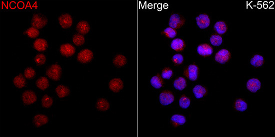 NCOA4 Rabbit Polyclonal Antibody - Image 4