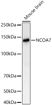 NCOA7 Rabbit Monoclonal Antibody