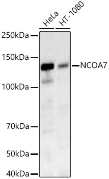 NCOA7 Rabbit Monoclonal Antibody - Image 2