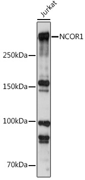 NCOR1 Rabbit Polyclonal Antibody