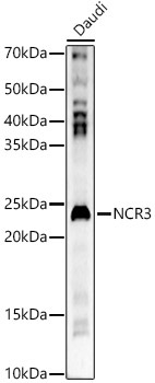NCR3 Rabbit Polyclonal Antibody