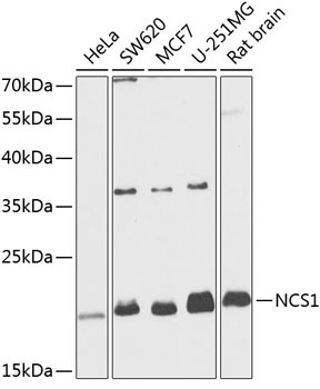 NCS1 Rabbit Polyclonal Antibody