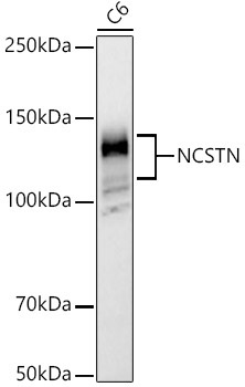 NCSTN Rabbit Polyclonal Antibody