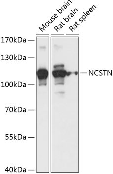 NCSTN Rabbit Polyclonal Antibody