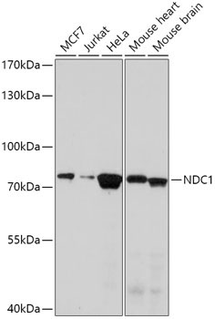 NDC1 Rabbit Polyclonal Antibody