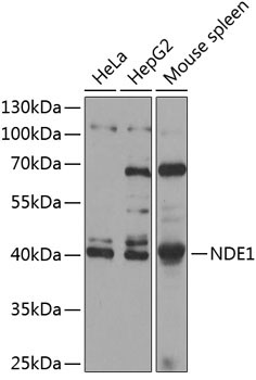 NDE1 Rabbit Polyclonal Antibody