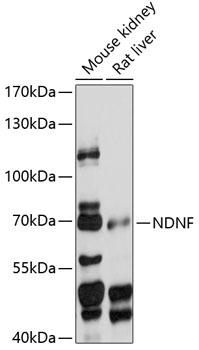 NDNF Rabbit Polyclonal Antibody