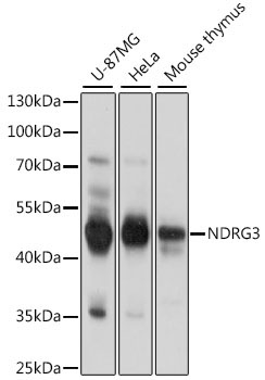 NDRG3 Rabbit Polyclonal Antibody