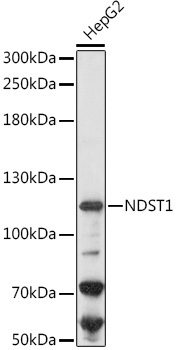 NDST1 Rabbit Polyclonal Antibody