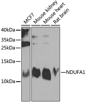 NDUFA1 Rabbit Polyclonal Antibody