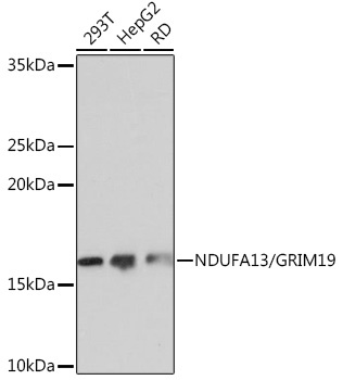 NDUFA13/GRIM19 Rabbit Monoclonal Antibody