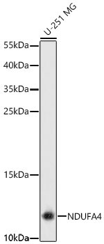 NDUFA4 Rabbit Polyclonal Antibody