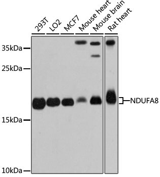 NDUFA8 Rabbit Polyclonal Antibody