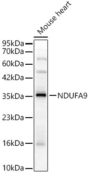 NDUFA9 Rabbit Polyclonal Antibody