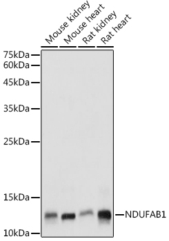NDUFAB1 Rabbit Polyclonal Antibody