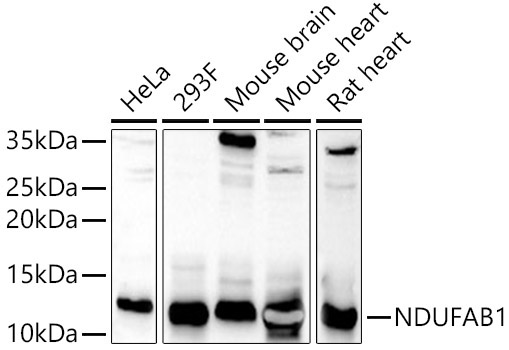 NDUFAB1 Rabbit Polyclonal Antibody