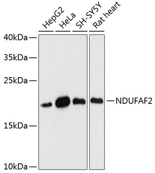 NDUFAF2 Rabbit Polyclonal Antibody