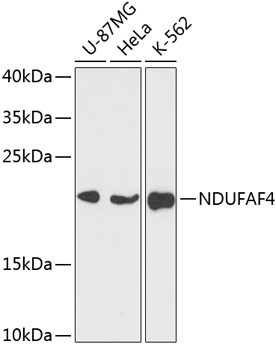 NDUFAF4 Rabbit Polyclonal Antibody