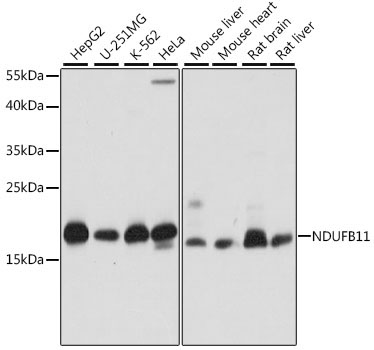 NDUFB11 Rabbit Polyclonal Antibody