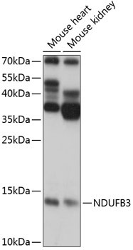 NDUFB3 Rabbit Polyclonal Antibody