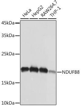 NDUFB8 Rabbit Monoclonal Antibody - Image 2
