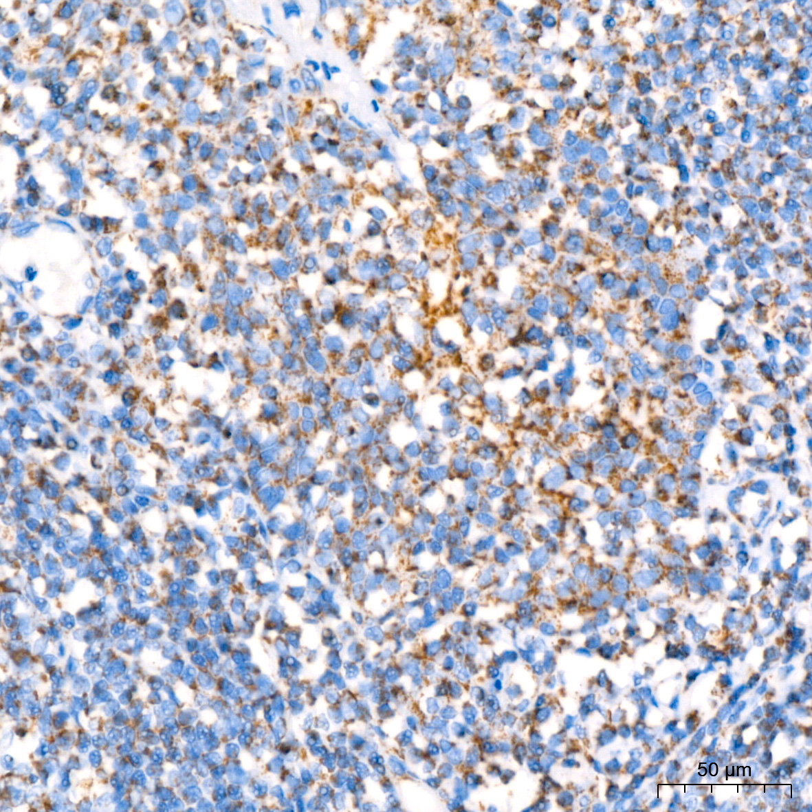 NDUFB8 Rabbit Monoclonal Antibody - Image 7