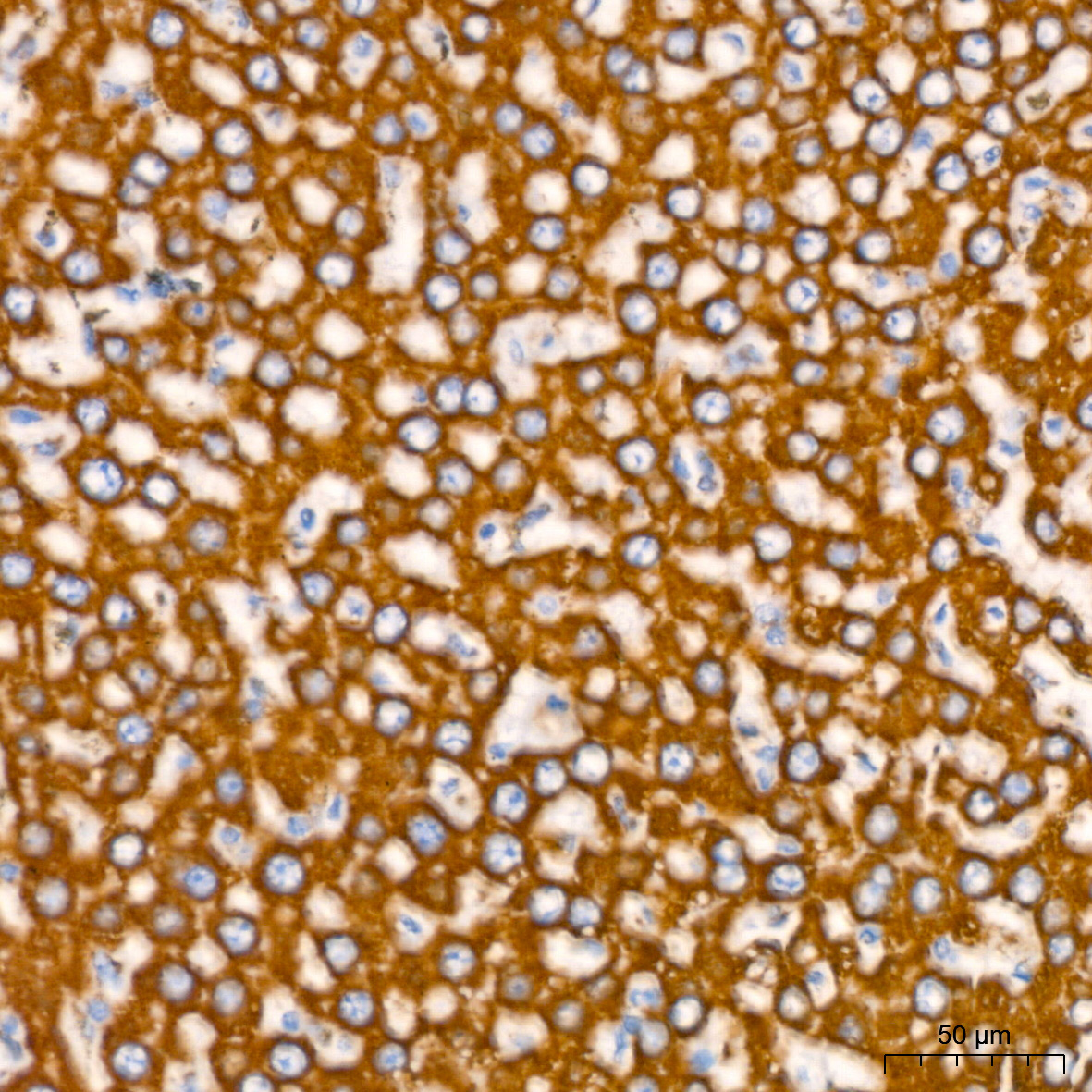 NDUFB8 Rabbit Monoclonal Antibody - Image 9