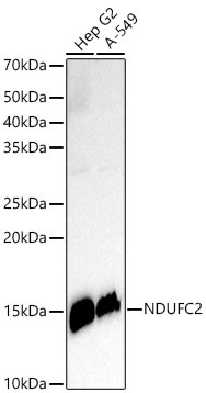 NDUFC2 Rabbit Monoclonal Antibody