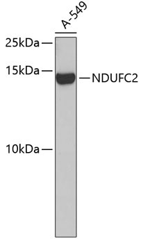 NDUFC2 Rabbit Polyclonal Antibody