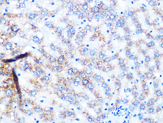 NDUFS3 Rabbit Monoclonal Antibody - Image 2