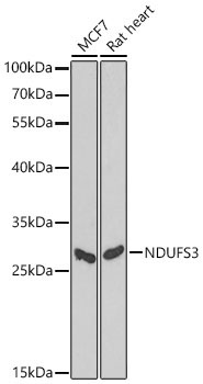NDUFS3 Rabbit Polyclonal Antibody