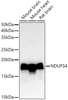 NDUFS4 Rabbit Monoclonal Antibody