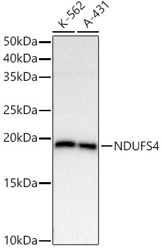 NDUFS4 Rabbit Monoclonal Antibody - Image 2