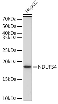 NDUFS4 Rabbit Monoclonal Antibody - Image 2