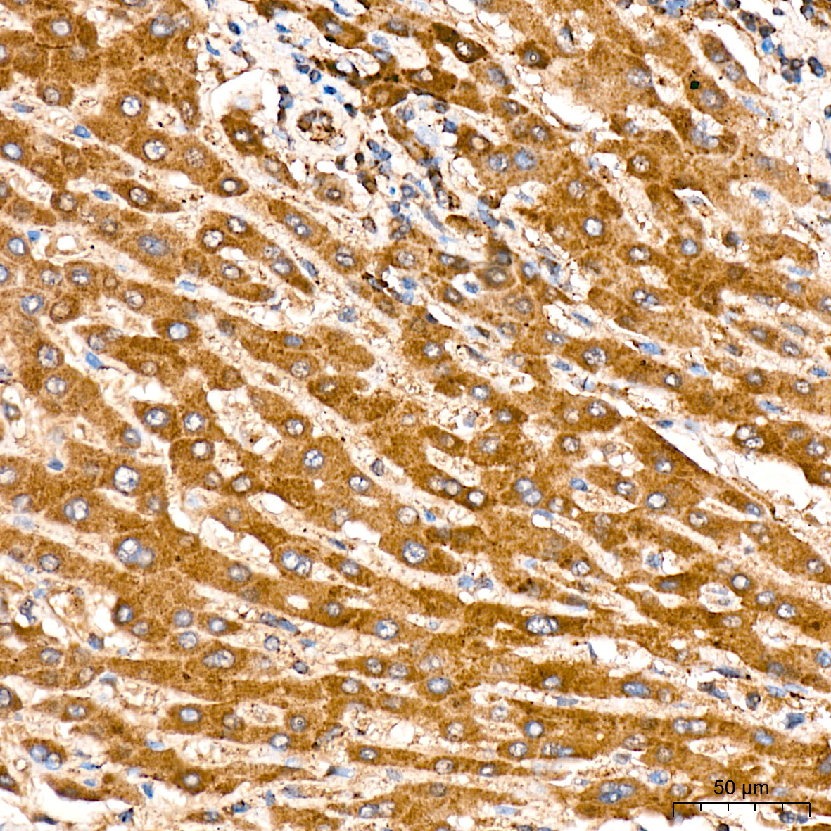 NDUFS4 Rabbit Monoclonal Antibody - Image 3