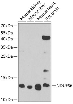 NDUFS6 Rabbit Polyclonal Antibody