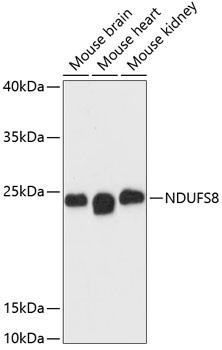 NDUFS8 Rabbit Polyclonal Antibody