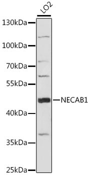 NECAB1 Rabbit Polyclonal Antibody