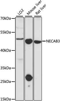 NECAB3 Rabbit Polyclonal Antibody